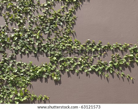 Reduce the heat of the wall with ivy.