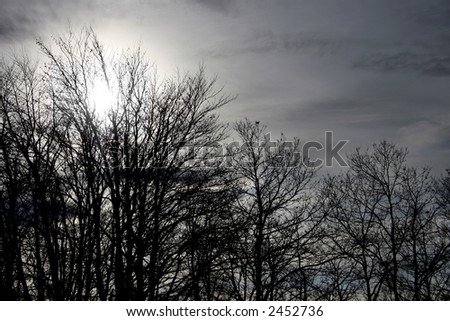 tree silhouettes with the sun in the background