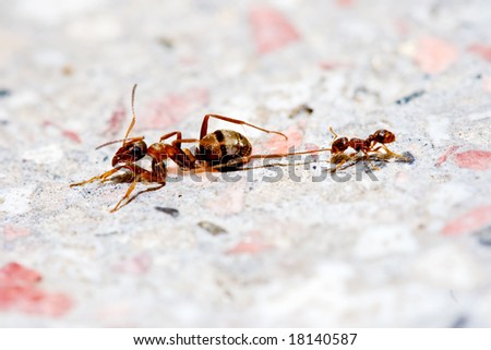 SIZE DOESN\'T MATTER concept - ants fighting, smaller ant winning