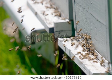 bees flying in and out of a hive