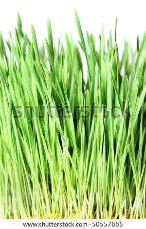 abstract green grass isolated on white background