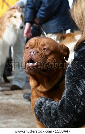 Dogue de Bordeaux, French Mastiff, Bordoss Dog  - breed of large and powerful short-haired dogs