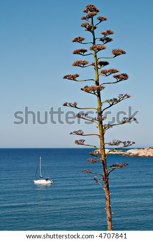 seascape with agave and yacht greece