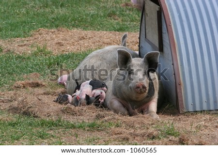Mother and baby pigs