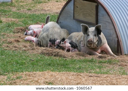 Two hog families Two hog families