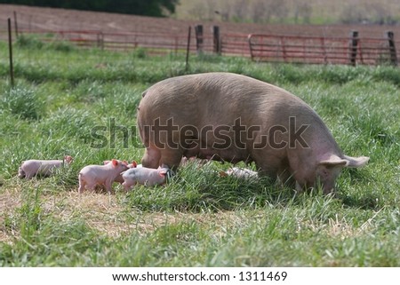 Pig family