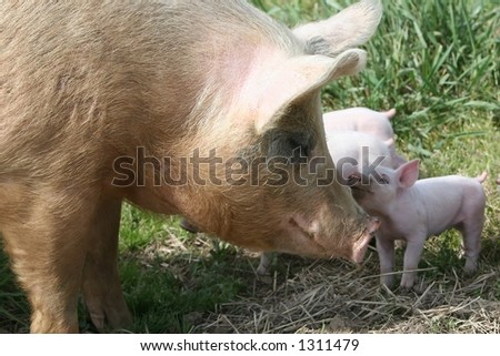 Baby And Pig