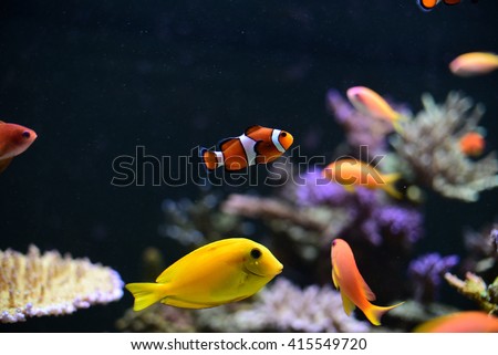 Nemo fish in aquarium for background
