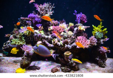 aquarium for background