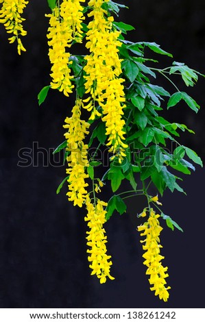Yellow flowers in bloom hanging down in a tree