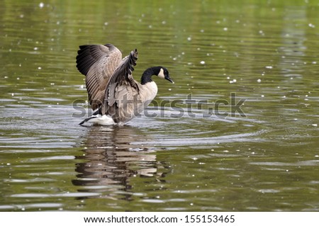 Canada goose flapping wings