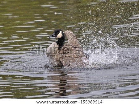 Canada Goose flapping wings