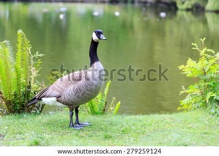 A Canada Goose standing by a lake
