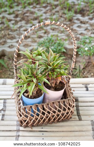 hanging basket for plant