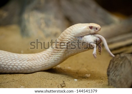 Close up Albinos monocled cobra - Naja kaouthia (poisonous),Eat rat