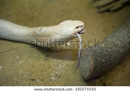 Close up Albinos monocled cobra - Naja kaouthia (poisonous),Eat rat