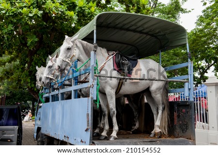 horse in a horse truck trailer