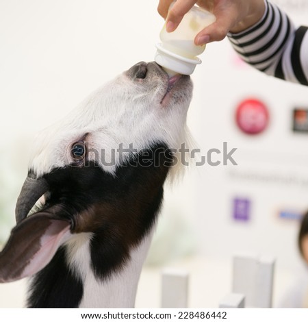 woman bottle feeds milk to goats