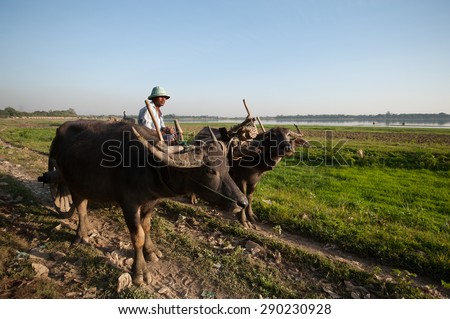 AMARAPURA, MYANMAR - DEC 29, 2012: Unidentified man rides in an buffalo cart on December 29, 2012 in Amarapura, Myanmar. Amarapura is famed for the longest teak bridge in the world.