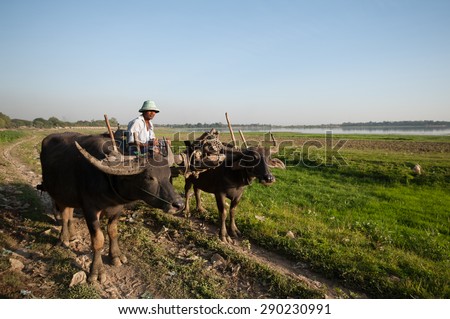 AMARAPURA, MYANMAR - DEC 29, 2012: Unidentified man rides in an buffalo cart on December 29, 2012 in Amarapura, Myanmar. Amarapura is famed for the longest teak bridge in the world.