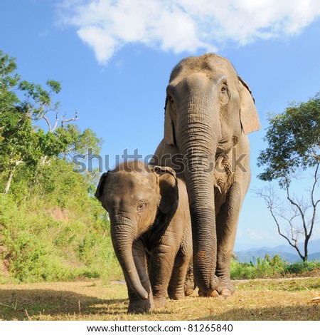 Asian elephant mother and baby,Thailand