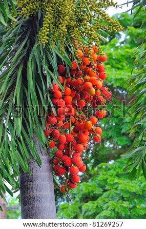 Seed of oil palm