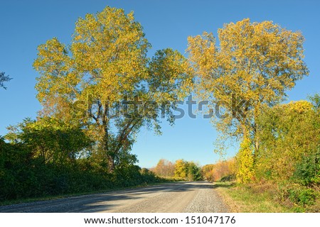 Trees forming a canopy over dirt road in Autumn