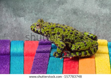 Fire Belly Toad sitting on Colorful Painted Wood