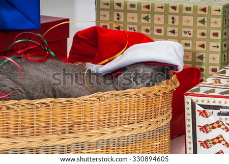 Grey Cat in Basket at Christmas Time with the Presents