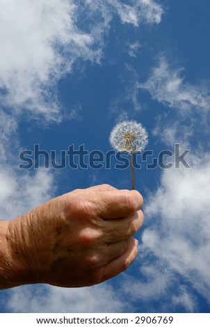 Older hand holding a dandelion flower in seed against the sky