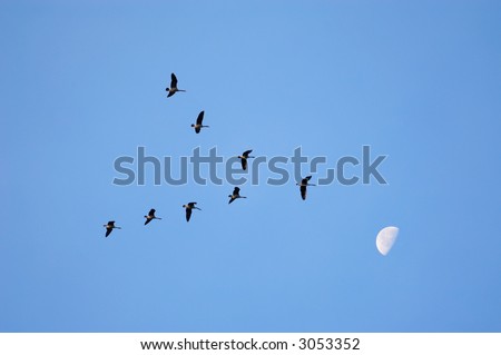 Geese in v formation against the blue sky and moon, migrating
