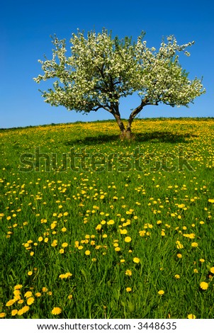Lone apple tree in bloom in green field