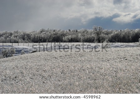 Ice crystal landscape of field and trees after an ice storm with copy space