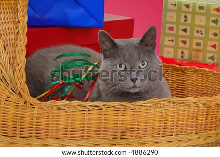 Gray cat in wicker basket among Christmas presents