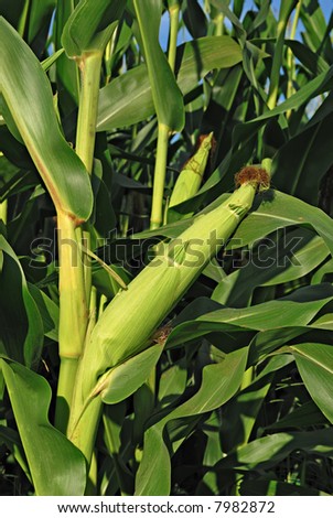 Close-up of ear of corn in field