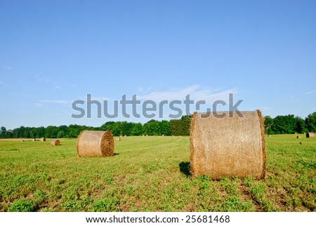 Wrapped Hay Rolls in Field
