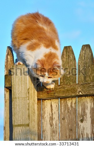 Cat Climbing Down Fence