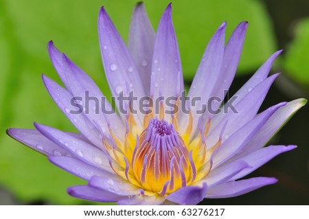 stock photo Violet color lotus flower