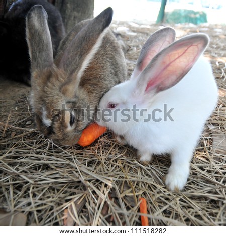 Bunny rabbit black and white eating carrot