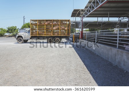 Sonora, Mexico-June 11, 2015. Truck arrives with pigs to the slaughter house