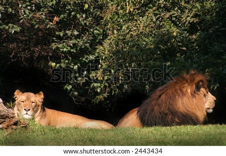 Lion and lioness at the zoo