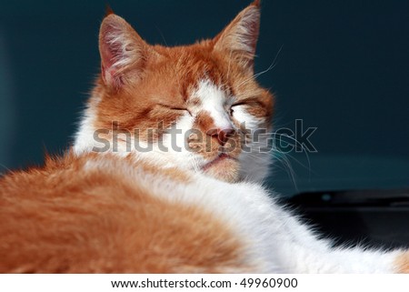 Sleeping red cat