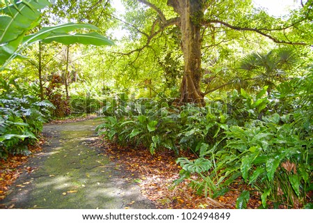 a path through the jungle forest
