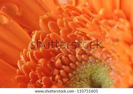beautiful orange daisy on white background