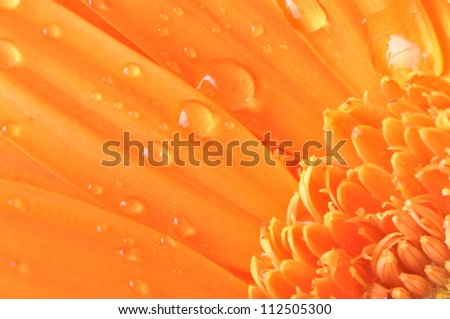 beautiful orange daisy on white background