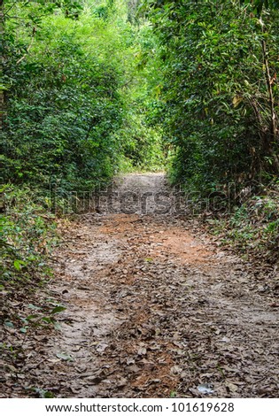 Natural trail though the forest in countryside of Thailand.