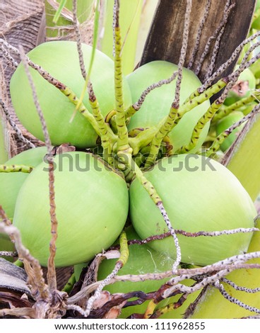 coconut bunch