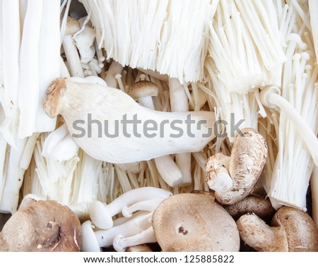 Mix Variety of mushrooms for cooking the diet meal.