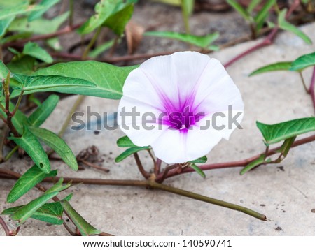 Pure flower of morning glory on the beach.