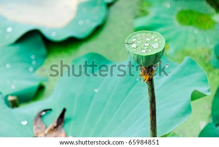 Small Lotus